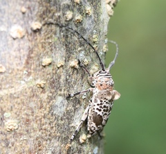 Disterna plumifera