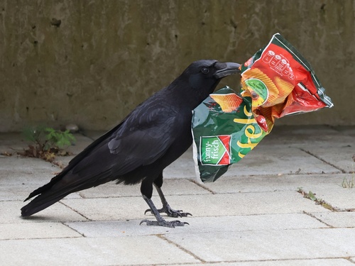 Carrion Crow