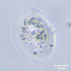 Cochliopodiidae