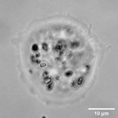 Cochliopodiidae