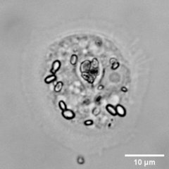 Cochliopodiidae