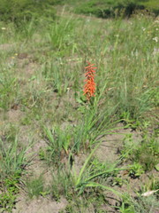 Kniphofia laxiflora