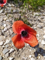 Papaver apulum