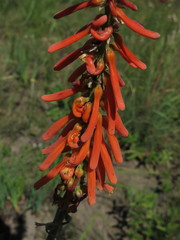 Kniphofia laxiflora