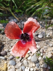Papaver apulum