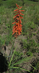 Kniphofia laxiflora