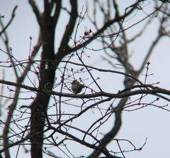 Poecile palustris