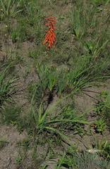Kniphofia laxiflora