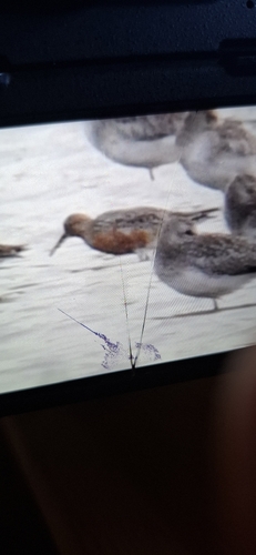 iNaturalist image