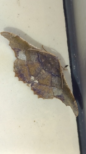 Patalene aenetusaria
