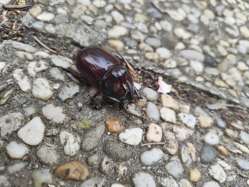 European Rhinoceros Beetle