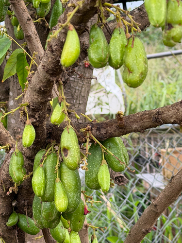 Averrhoa bilimbi, 2026-03-15