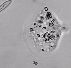 Cochliopodiidae
