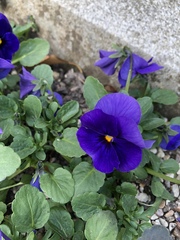 Viola × wittrockiana