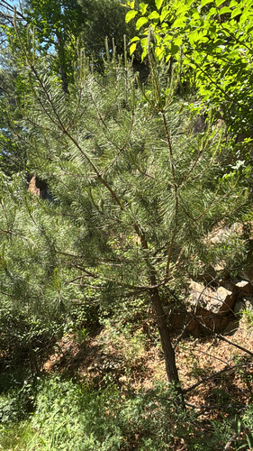 Japanese red pine