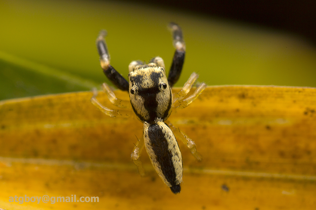 Phintella sancha