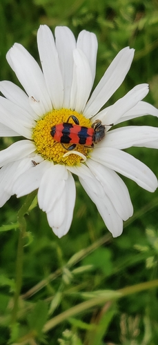 Bee-eating Beetle