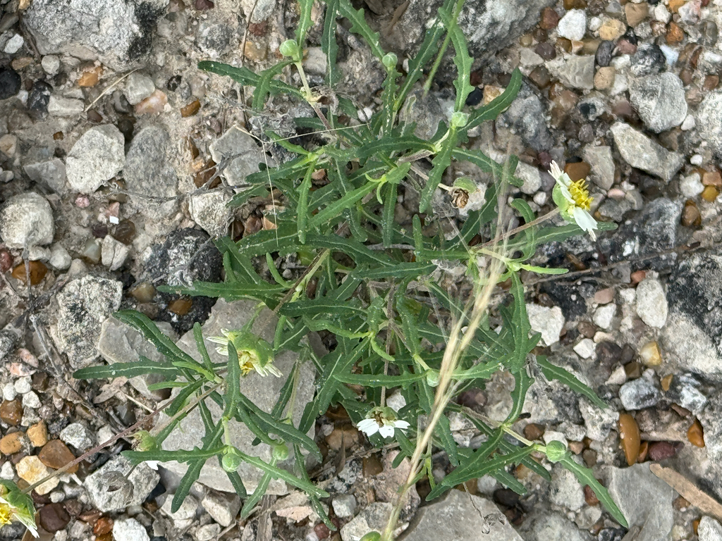 Melampodium cinereum; photograph (c) Chet Burrier, some rights reserved (CC BY)