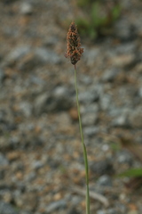 Alopecurus magellanicus