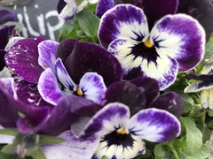 Viola × wittrockiana