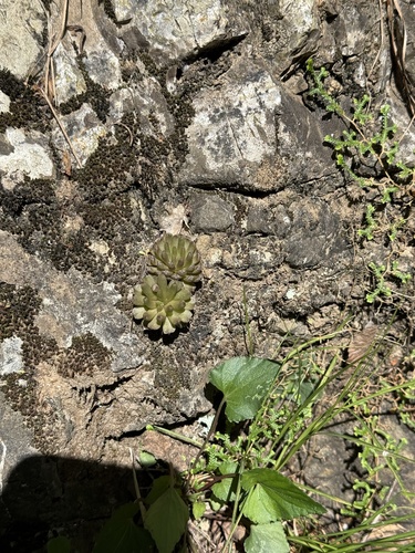 Orostachys fimbriata