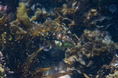 Halichoeres nebulosus