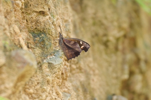 Common Beak