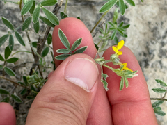Dalea nana