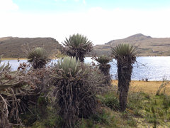 Espeletia grandiflora