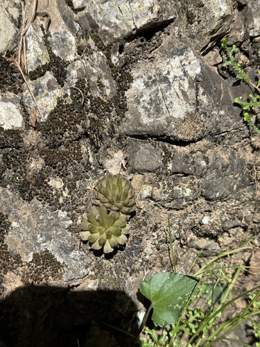 Orostachys fimbriata