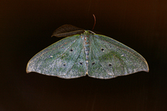 Hypochrosis meridionalis