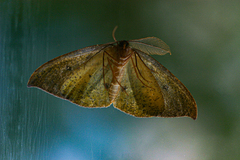 Hypochrosis meridionalis