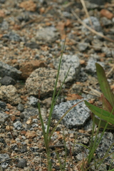 Alopecurus magellanicus