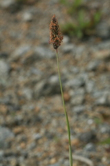 Alopecurus magellanicus