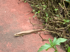 Eutropis longicaudata