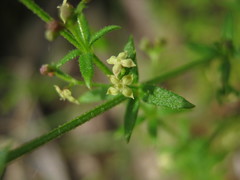 Galium gaudichaudii