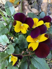 Viola × wittrockiana