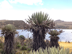 Espeletia grandiflora