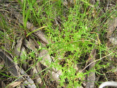 Galium gaudichaudii