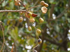 Lagerstroemia parviflora