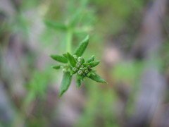 Galium gaudichaudii