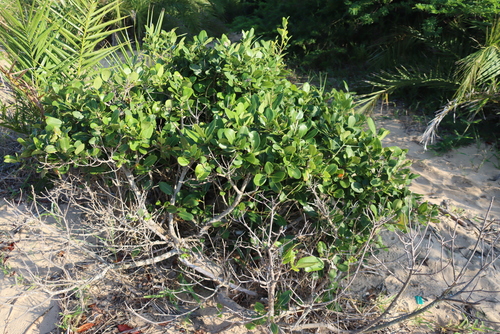 Eugenia capensis