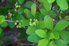 Searsia natalensis, photograph (c) Tony Rebelo, some rights reserved (CC BY-SA)