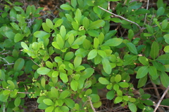 Searsia natalensis, photograph (c) Tony Rebelo, some rights reserved (CC BY-SA)