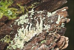 Cladonia rigida
