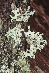 Hypogymnia subphysodes