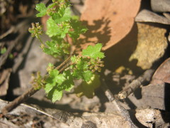 Hydrocotyle callicarpa