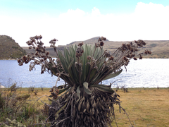 Espeletia grandiflora