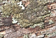 Austroparmelina conlabrosa