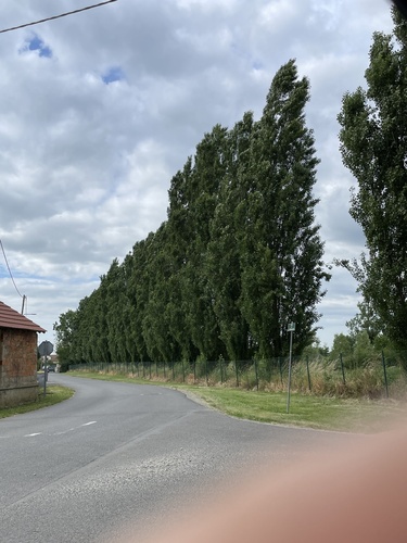 Lombardy Poplar